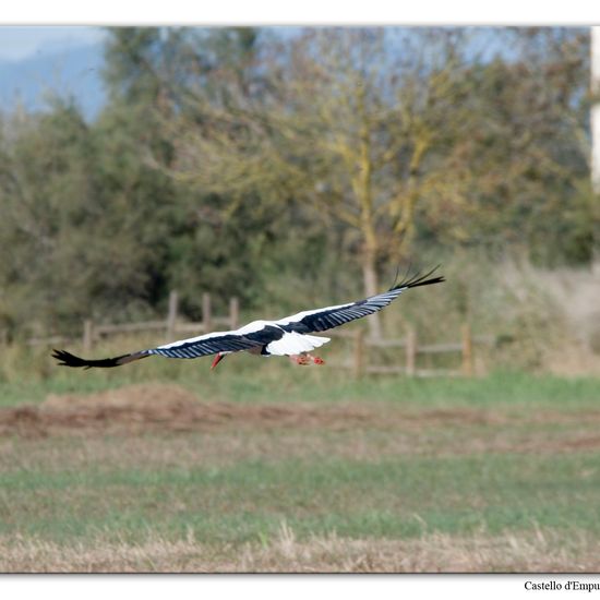 White stork: Animal in habitat Swamp in the NatureSpots App