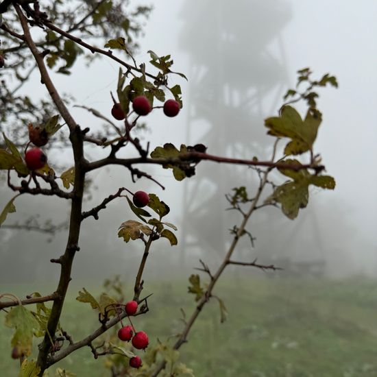 Crataegus: Plant in habitat Grassland in the NatureSpots App