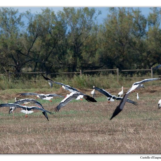 White stork: Animal in habitat Swamp in the NatureSpots App