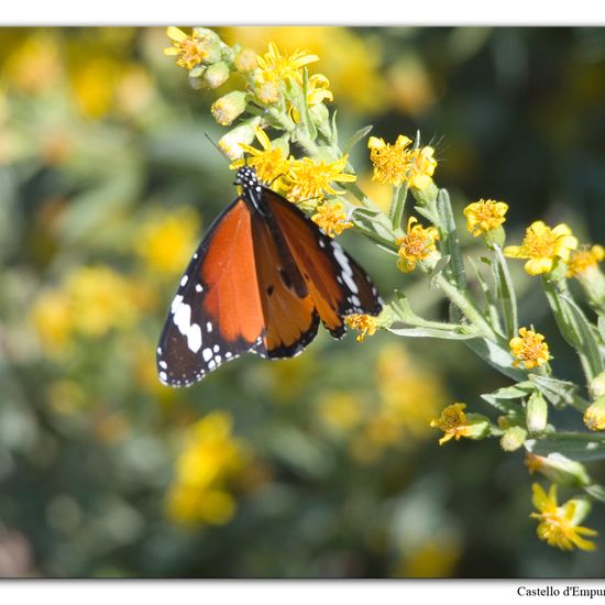 Danaus chrysippus: Animal in nature in the NatureSpots App