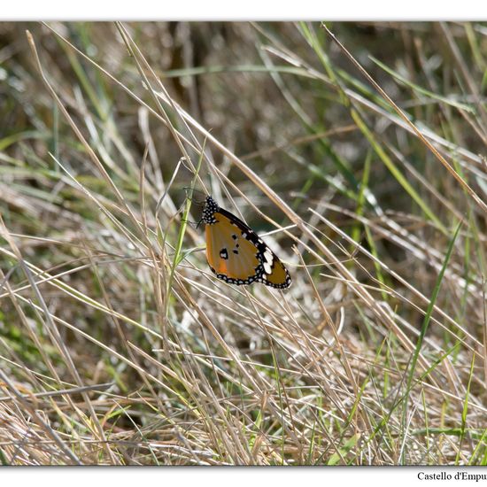 Danaus chrysippus: Animal in nature in the NatureSpots App