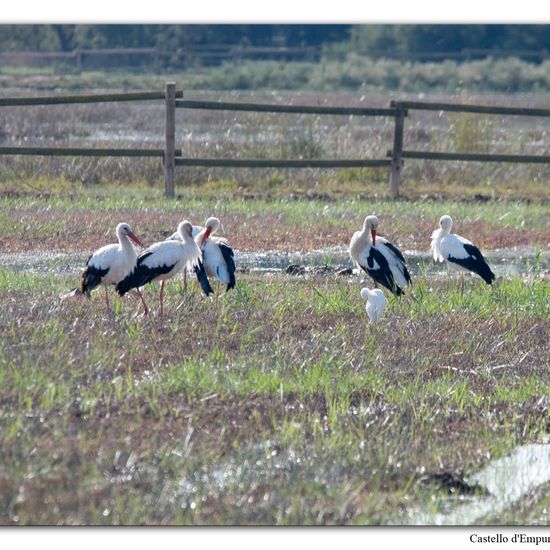 White stork: Animal in habitat Swamp in the NatureSpots App