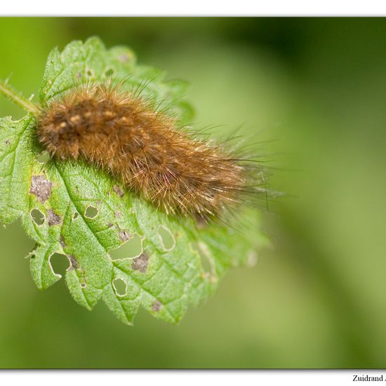 Phragmatobia fuliginosa: Animal in habitat Natural Meadow in the NatureSpots App