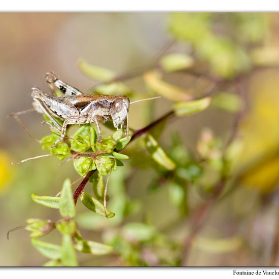 Gomphocerinae: Animal in habitat Mountain meadows in the NatureSpots App