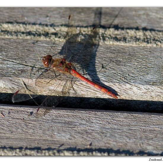 Common Darter: Animal in habitat Natural Meadow in the NatureSpots App