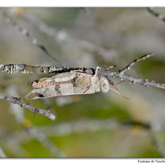 Oedipoda caerulescens: Animal in habitat Mountain meadows in the NatureSpots App