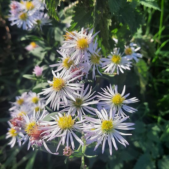 Panicled aster: Plant in habitat Agricultural habitat in the NatureSpots App