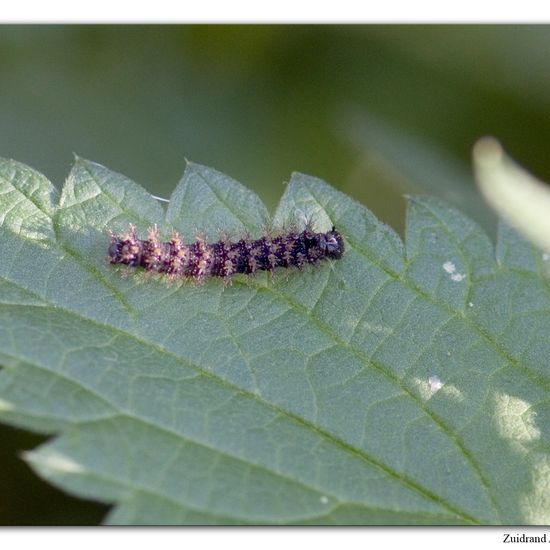 Vanessa atalanta: Animal in habitat Natural Meadow in the NatureSpots App