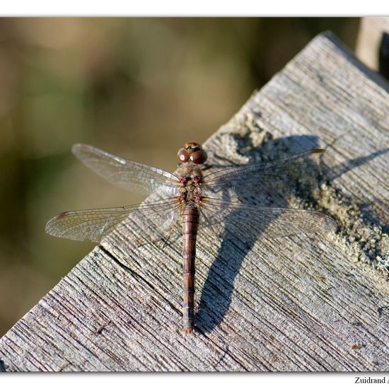 Common Darter: Animal in habitat Natural Meadow in the NatureSpots App