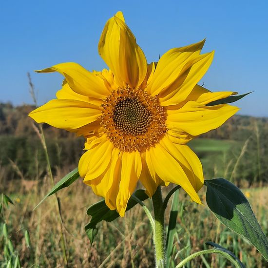 Helianthus: Plant in habitat Agricultural habitat in the NatureSpots App