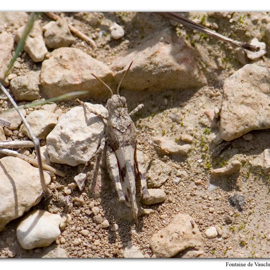 Oedipoda caerulescens: Animal in habitat Mountain meadows in the NatureSpots App