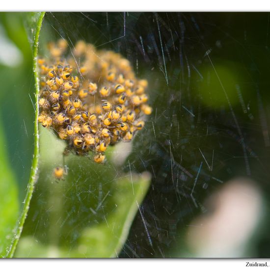 Araneidae: Animal in habitat Garden in the NatureSpots App