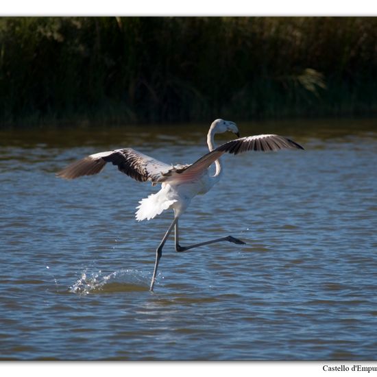 Greater Flamingo: Animal in habitat Pond in the NatureSpots App