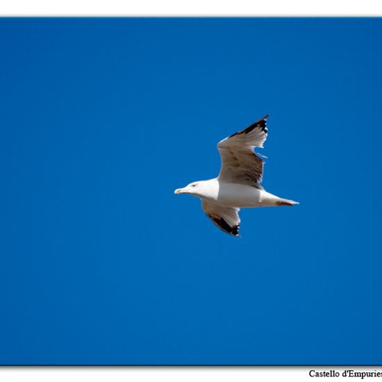 Yellow-legged Gull: Animal in habitat Pond in the NatureSpots App