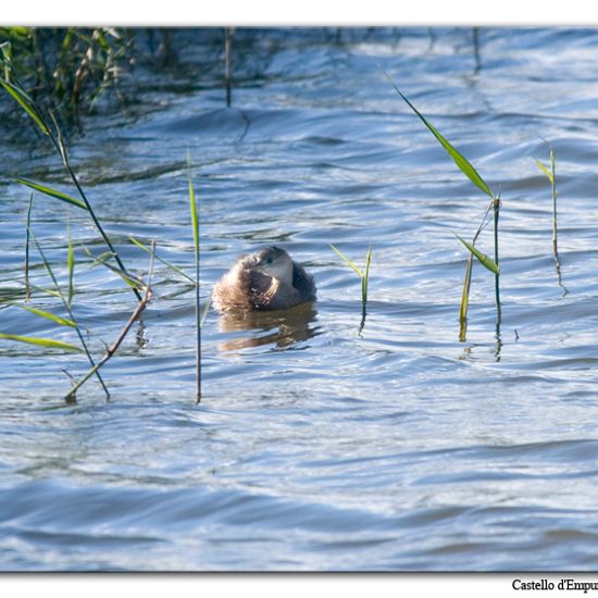 Little Grebe: Animal in habitat Pond in the NatureSpots App