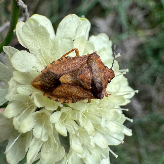 Carpocoris purpureipennis: Animal in habitat Temperate forest in the NatureSpots App