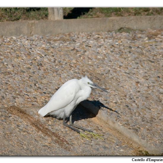 Little Egret: Animal in habitat Pond in the NatureSpots App