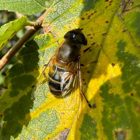 Eristalis similis: Animal in habitat Temperate forest in the NatureSpots App