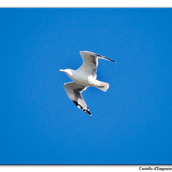 Yellow-legged Gull: Animal in habitat Pond in the NatureSpots App