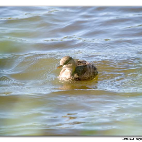 Little Grebe: Animal in habitat Pond in the NatureSpots App