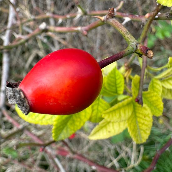 Rosa canina: Plant in habitat Buffer strip in the NatureSpots App