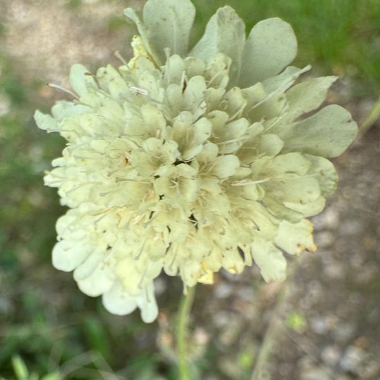 Scabiosa ochroleuca: Plant in habitat Temperate forest in the NatureSpots App