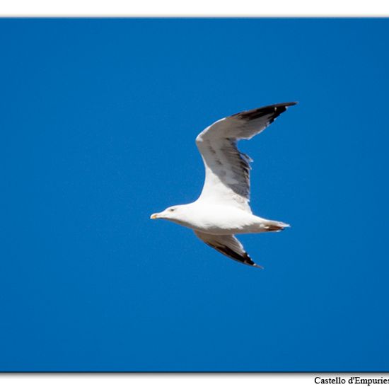 Yellow-legged Gull: Animal in habitat Pond in the NatureSpots App