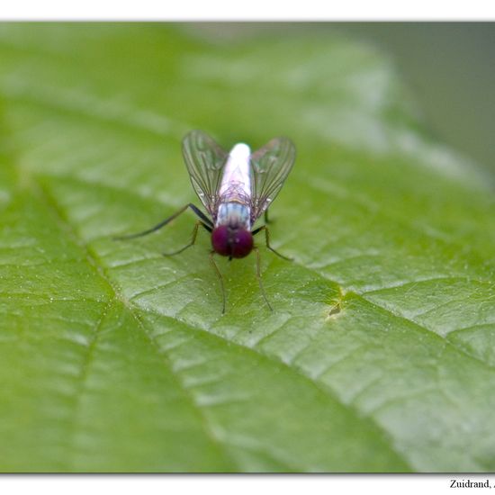 Argyra leucocephala: Animal in habitat Semi-natural grassland in the NatureSpots App