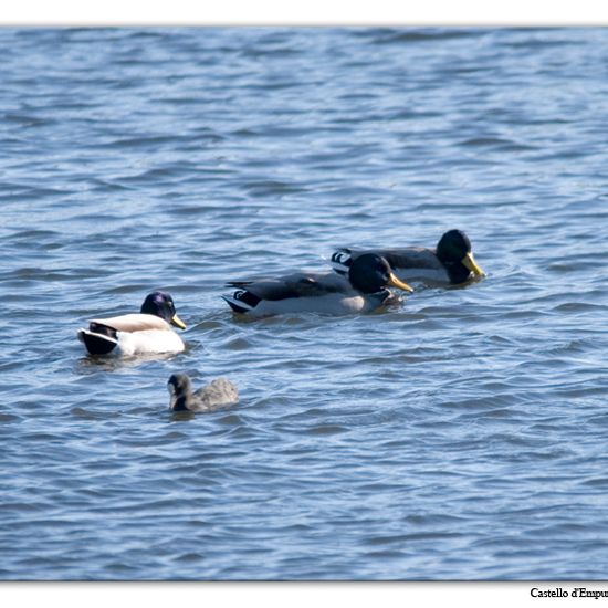 Mallard: Animal in habitat Pond in the NatureSpots App