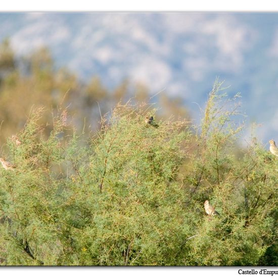 Corn Bunting: Animal in habitat Pond in the NatureSpots App