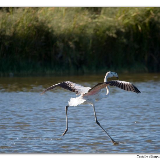 Greater Flamingo: Animal in habitat Pond in the NatureSpots App