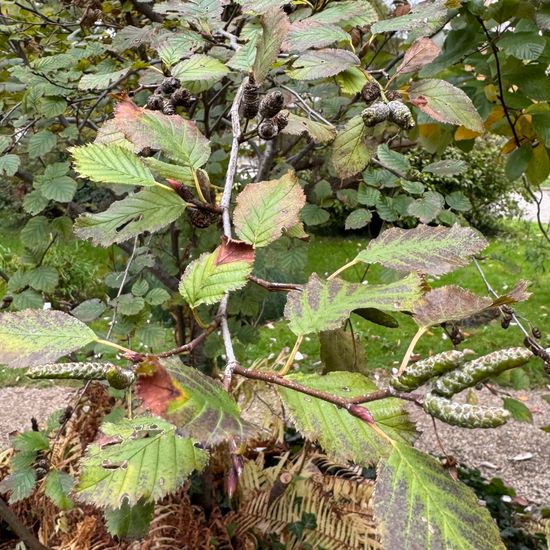 Alnus alnobetula: Plant in habitat Garden in the NatureSpots App