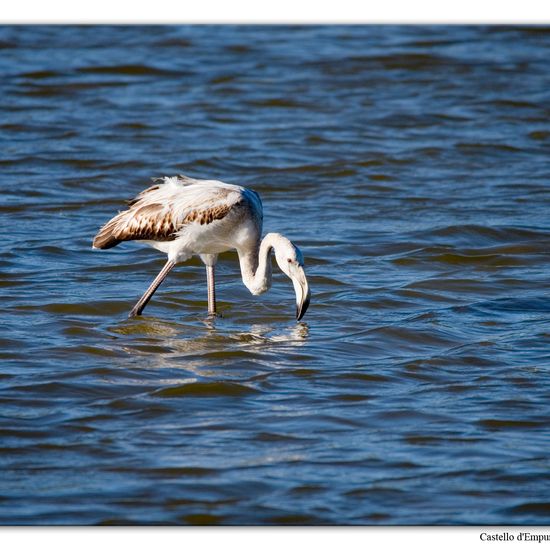 Greater Flamingo: Animal in habitat Pond in the NatureSpots App