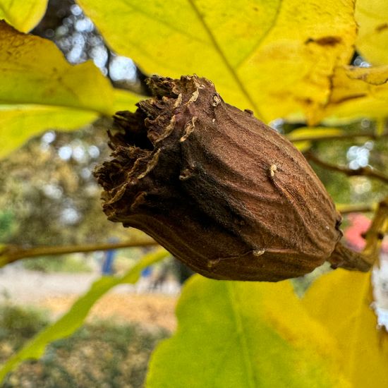 Calycanthus occidentalis: Plant in habitat Garden in the NatureSpots App