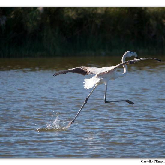 Greater Flamingo: Animal in habitat Pond in the NatureSpots App