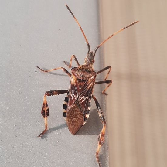 Western conifer seed bug: Animal in nature in the NatureSpots App