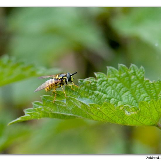 Chrysotoxum cautum: Animal in habitat Semi-natural grassland in the NatureSpots App