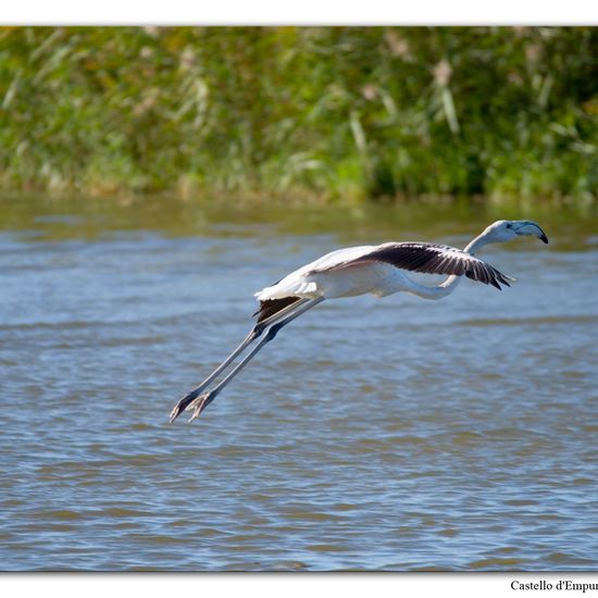 Greater Flamingo: Animal in habitat Pond in the NatureSpots App