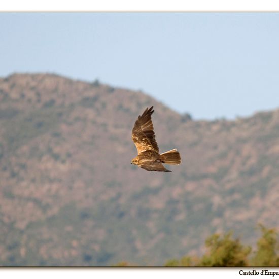 Western Marsh Harrier: Animal in habitat Pond in the NatureSpots App