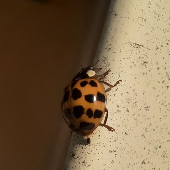 Harmonia axyridis: Animal in nature in the NatureSpots App