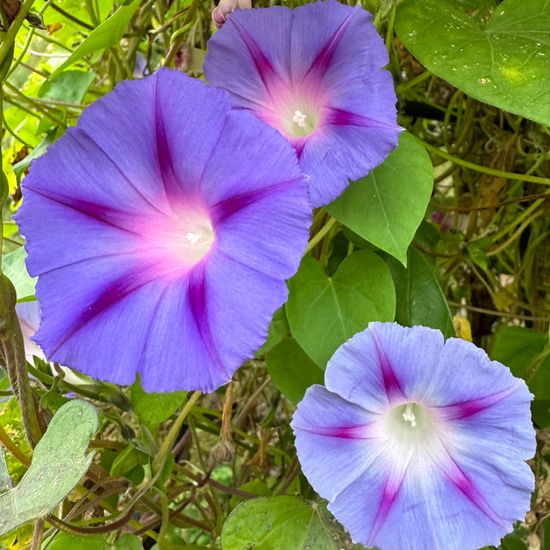 Ipomoea hederacea: Plant in habitat Garden in the NatureSpots App