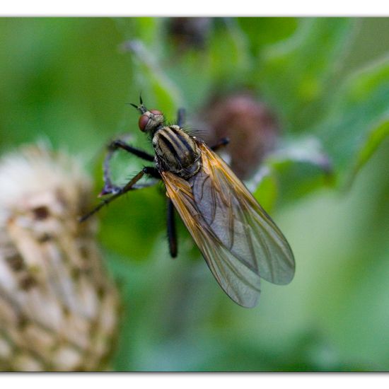 Empis tessellata: Animal in habitat Semi-natural grassland in the NatureSpots App