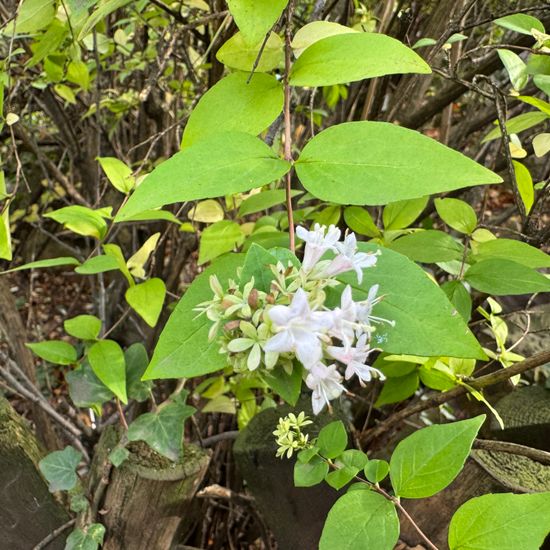 Abelia chinensis: Plant in habitat Garden in the NatureSpots App