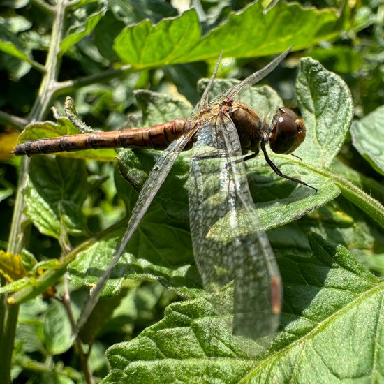 Common Darter: Animal in habitat Natural Meadow in the NatureSpots App