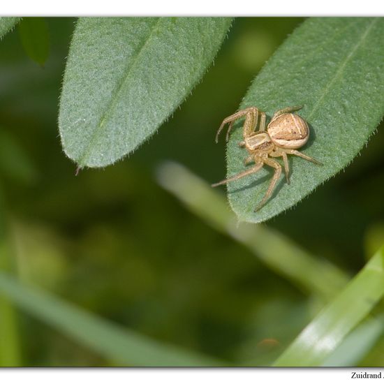 Unknown species: Animal in habitat Buffer strip in the NatureSpots App