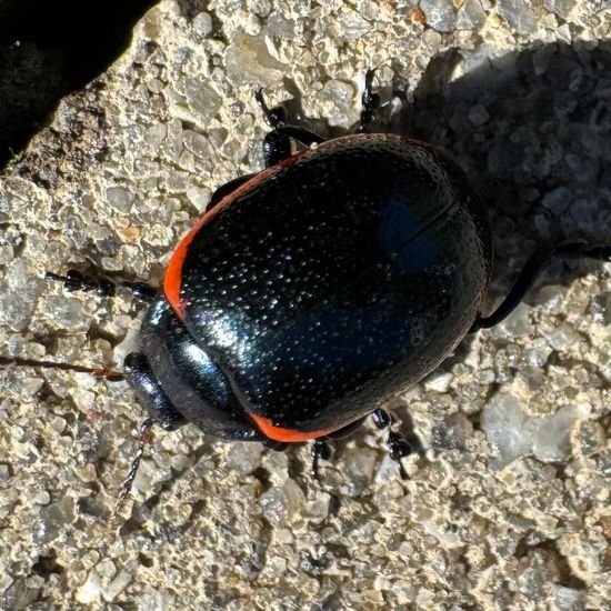 Chrysolina sanguinolenta: Animal in habitat Garden in the NatureSpots App