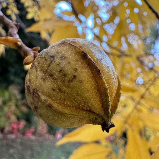 Carya cordiformis: Plant in habitat Garden in the NatureSpots App