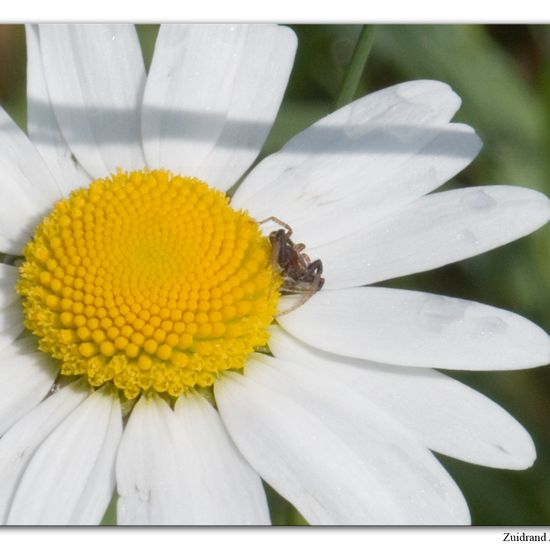 Unknown species: Animal in habitat Buffer strip in the NatureSpots App