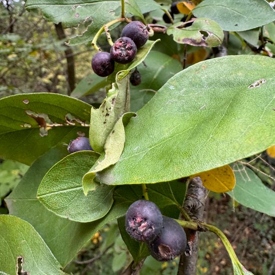 Cotoneaster multiflorus: Plant in habitat Garden in the NatureSpots App