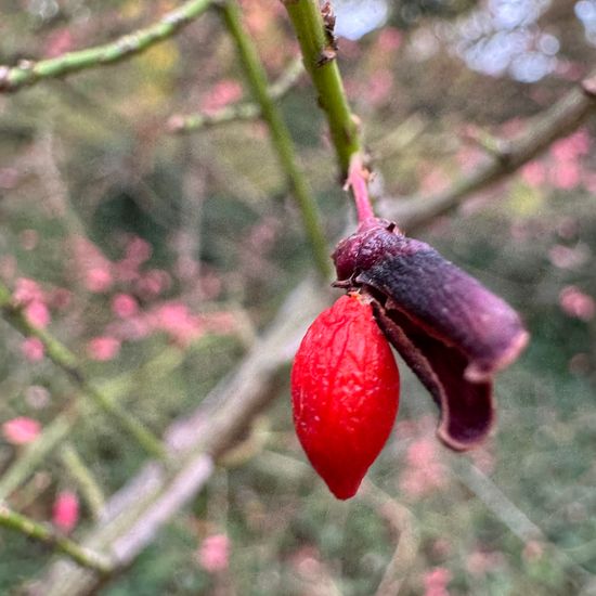 Euonymus alatus: Plant in habitat Garden in the NatureSpots App